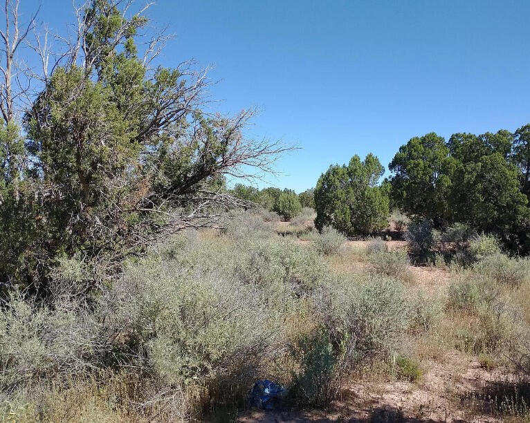 4317 Pinto Rd, Snowflake, AZ 85937